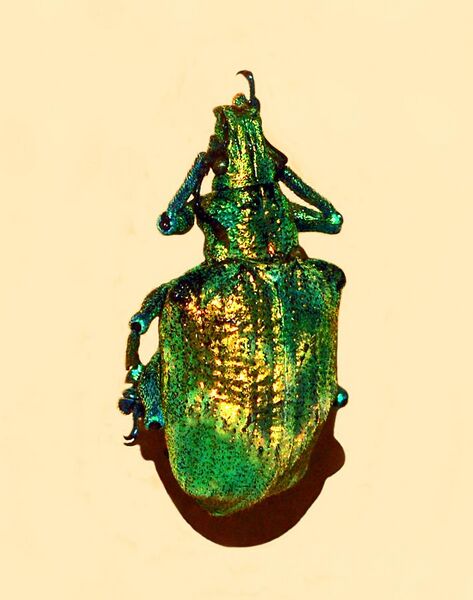 File:Curculionidae - Lamprocyphus augustus.JPG