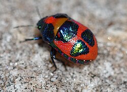 DSC 0581 ground shield bug, Choerocoris paganus (Fabricius, 1775), Mount Barker summit, South Australia (15031145972).jpg