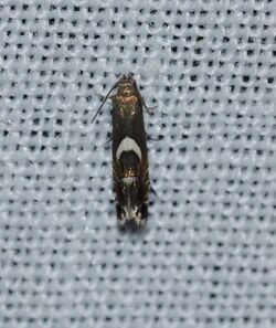 Diploschizia impigritella - Yellow Nutsedge Moth (14055481598).jpg