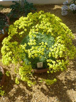 Draba longisiliqua (Cruciferae) plant.jpg