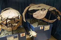 Dunkleosteos and Titanicthys at Wyoming Dinosaur Center.jpg