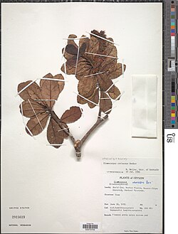 Elaeocarpus coriaceus.jpg