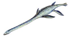 Elasmosaurus2.jpg