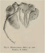 Electroponera dubia Wheeler 1915.jpg