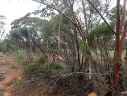 Eremophila dempsteri (habit).jpg