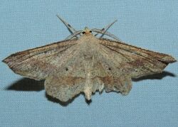 Euchlaena marginaria - Ochre Euchlaena Moth (15897109878).jpg