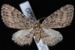 Eupithecia longipalpata.JPG