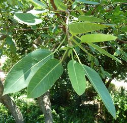 Ficus salicifolia, blare, Universiteit van Pretoria.jpg