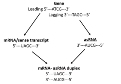 This figure demonstrates an antisense RNA is complementary to its sense transcript.