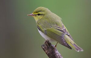 Flickr - Rainbirder - Wood Warbler (Phylloscopus sibilatrix).jpg