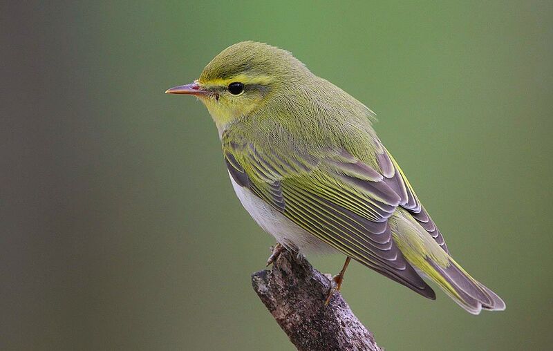 File:Flickr - Rainbirder - Wood Warbler (Phylloscopus sibilatrix).jpg