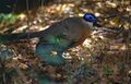 Giant Coua (Coua gigas) (9616274364).jpg