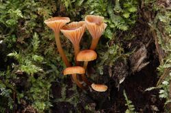 Glöckchen Nabeling Xeromphalina campanella.jpg