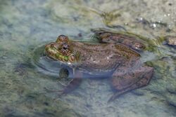 Green pond frog (Euphlyctis hexadactylus).jpg