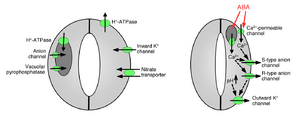 diagram of ion channels controlling stomatal aperture