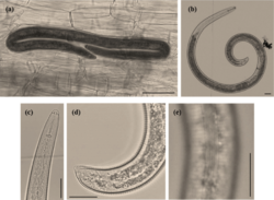 Helicotylenchus-dihystera-females-light-microscope-photographs-a-Infected-Ficus.png