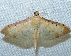 Herpetogramma bipunctalis - Southern Beet Webworm Moth (16059331625).jpg