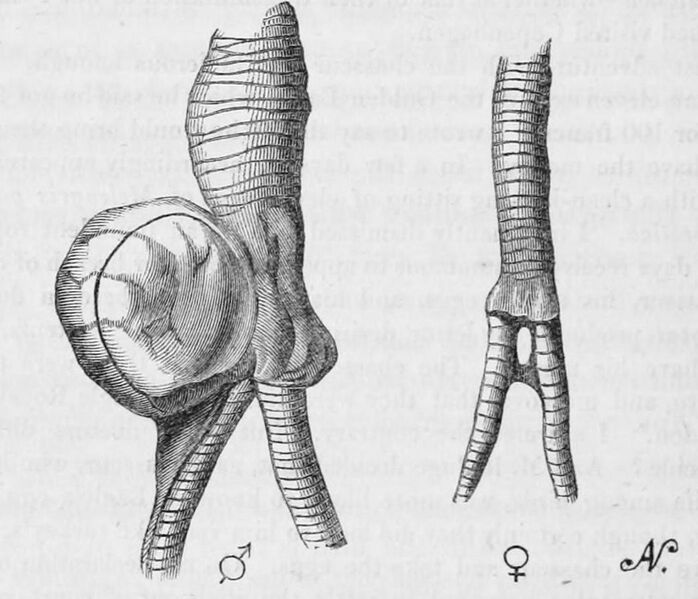 File:Histrionicus histrionicus syrinx 1859.jpg