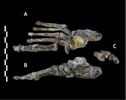 Homo naledi foot.jpg