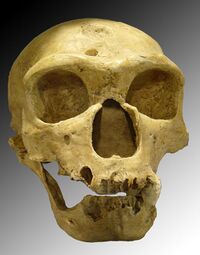 Homo sapiens neanderthalensis.jpg