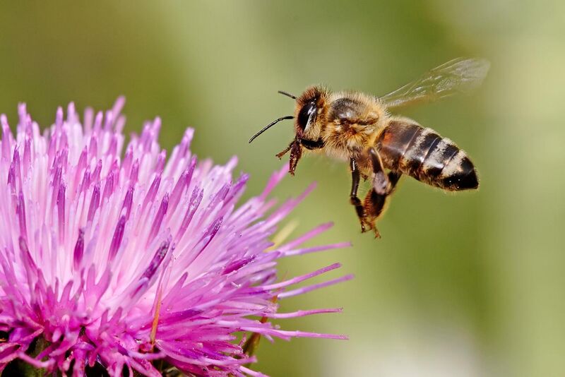 File:Honeybee landing on milkthistle02.jpg