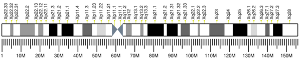 Human chromosome X ideogram.svg