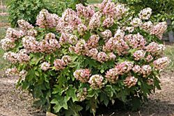 Hydrangea cultivar, Munchkin.jpg