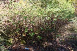 Hypericum forrestii - Quarryhill Botanical Garden - DSC03303.JPG