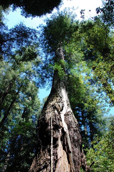 File:Icicle Tree - Armstrong Redwoods State Reserve.jpeg