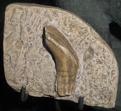 Iguanodon tooth.JPG