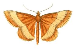 Illustrations of Exotic Entomology Geometra Fulvata.jpg