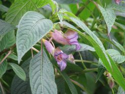 Impatiens arguta (20903944480).jpg