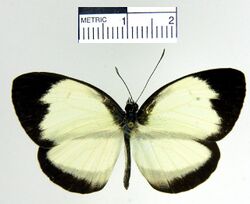 Itaballia pandosia sabata dorsal.jpg