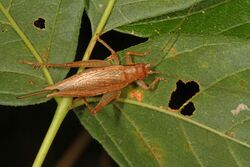Jumping Bush Cricket - Orocharis saltator, Carderock Park, Carderock, Maryland.jpg