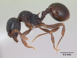 Lachnomyrmex victori casent0173877 profile 1.jpg