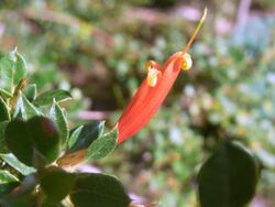 Lambertia uniflora Burrendong.JPG