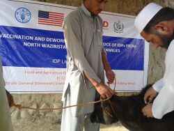 Large animals receive vaccination from Foot and Mouth Disease under the USAID and FAO project. (16075662791).jpg