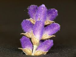 Lavandula angustifolia lavender Lavendel 02.jpg