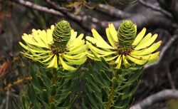 Leucadendron platyspermum 11625243.jpg