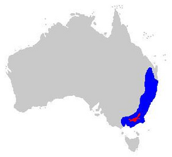 Litoria verreauxii distribution.PNG