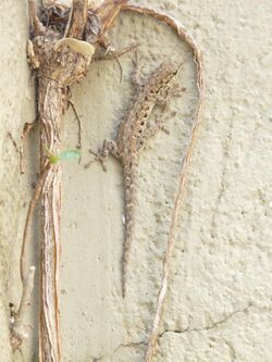 Lygodactylus stevensoni.jpeg