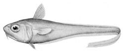 Malacocephalus laevis1.jpg