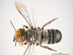 Megachile aurifrons f.jpg