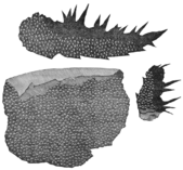 Illustration of the same fossils as graptolite remains