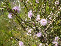 Melaleuca camptoclada (leaves and flowers).JPG