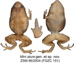 Pinkish-brown frog specimen