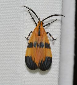 Moths of Costa Rica (Correbia cf. undulata - ID thanks to Nick Dowdy) (25170962486).jpg