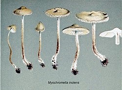 Myochromella inolens illustr.jpg