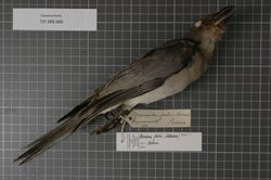 Naturalis Biodiversity Center - RMNH.AVES.123337 1 - Coracina fortis (Salvadori, 1878) - Campephagidae - bird skin specimen.jpeg