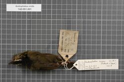 Naturalis Biodiversity Center - RMNH.AVES.146839 1 - Androphobus viridis (Rothschild & Hartert, 1911) - Turdidae - bird skin specimen.jpeg